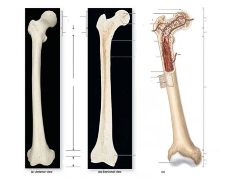 Figure 6.4 Gross Anatomy of a Long Bone - PurposeGames