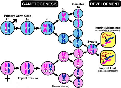 Gametogenesis And Meiosis Hot Sex Picture