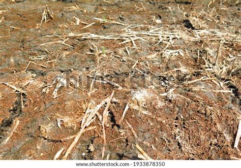 48 Acid Sulfate Soil Images Stock Photos And Vectors Shutterstock