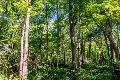 Woodland Bog Nature Preserve June 21 2017 Bloomington Indiana