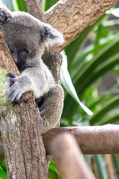 Top 60 Koala Sleeping Animal Laziness Stock Photos Pictures And