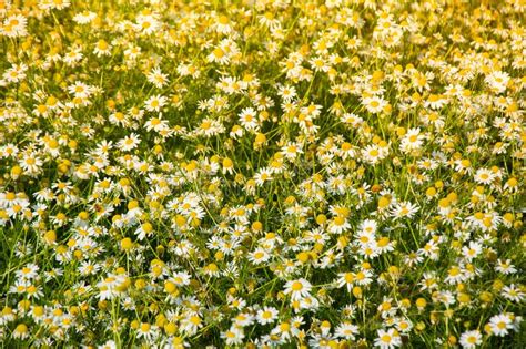 Field Of Daisies Field Of White Chamomile Flowers Stock Image Image