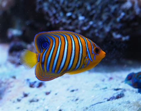 Top Favorite Reef Safe Fish Reef Reef Saltwater And Reef Aquarium