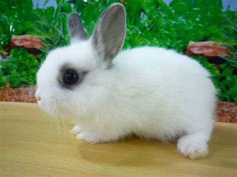 Smallest Rabbit In The World Smallest Rabbit In The World World S