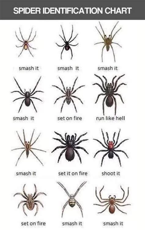 Spider Id Chart Bits And Pieces