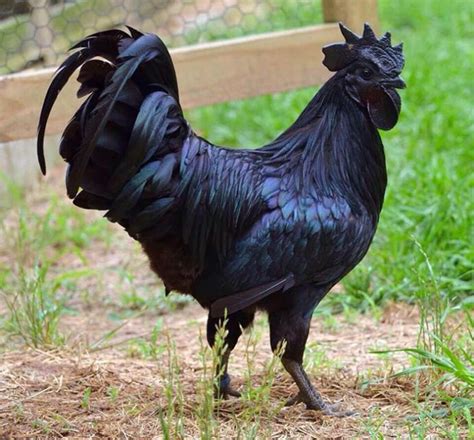 Este Extraño Gallo Gótico Es Negro Desde Sus Plumas Hasta Sus órganos Y Huesos Internos