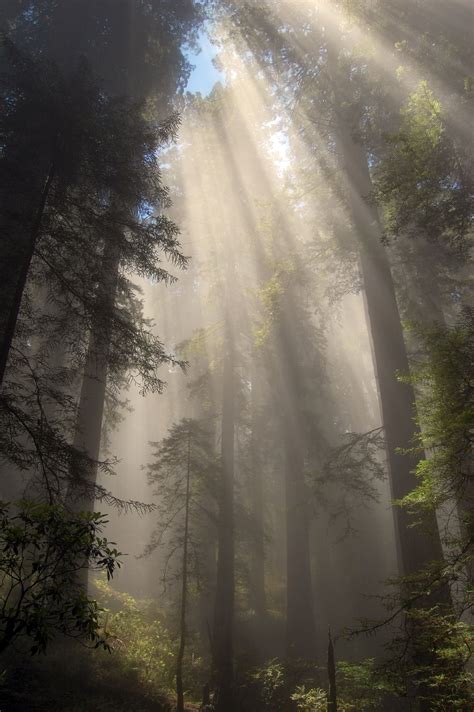 Redwood Forest Glow Nature Aesthetic Nature Nature Photography