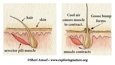 The Bundle Of Smooth Muscles Associated With Hair Follicles Is Called