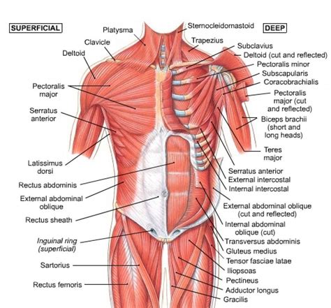 Abdominal Muscles Diagram Quizlet