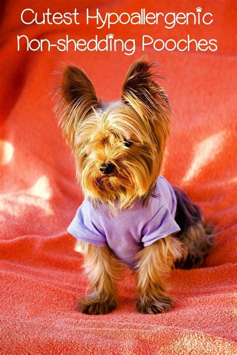 5 Cute Small Hypoallergenic Dogs That Dont Shed Dogvills