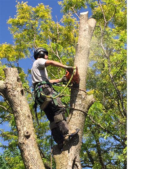You want to stay away from companies that require the full payment up front. Tree Service Near You in Tottenham ON | Tree Removal ...