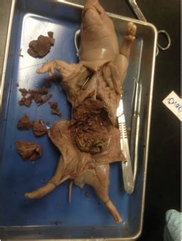 Lab 1: Digestive System - Fetal Pig Dissection