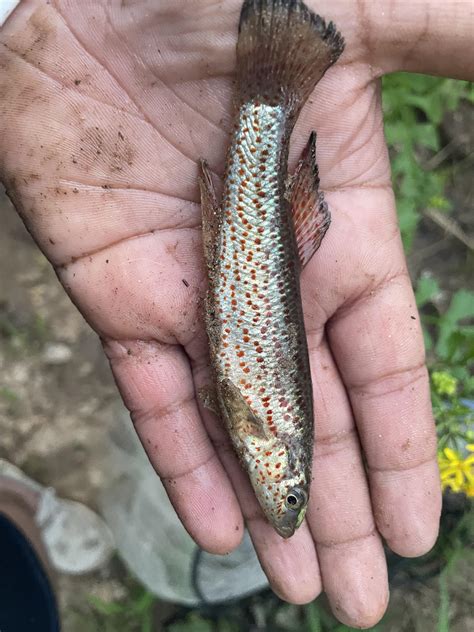 Fish ID please. Caught in creek in northern Georgia : r/Fishing