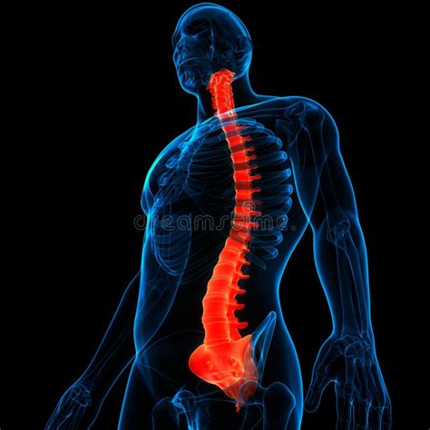 Spinal Cord Vertebral Column Of Human Skeleton System Anatomy Stock