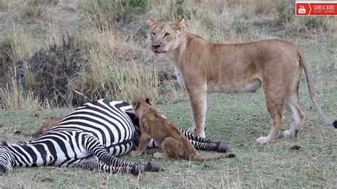 Lion Eating Zebra Balls 🦓 Youtube