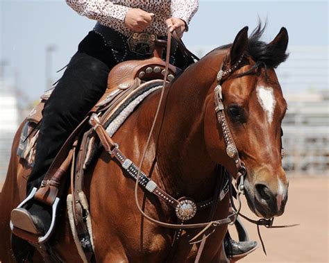 Reining Barrel Racing Rodeo Western Ranch Cowboy Cowgirl Farm Show