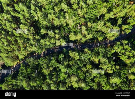 Road In Green Forest Top View Stock Photo Alamy