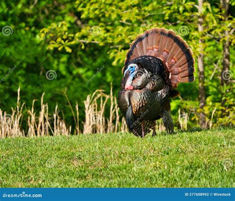 Large Wild Turkey Walking On A Lush Green Grassy Field Near A Forested