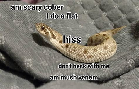 Dont Heck With Me Snek Know Your Meme