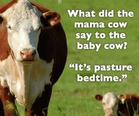 Cow Puns Funny Cow Memes
