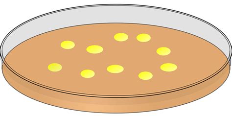 Kisspng Petri Dishes Bacteria Agar Plate Clip Art Plates 5ab6d9d198b531