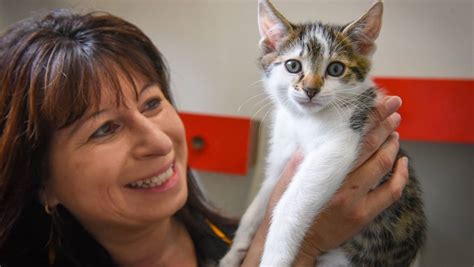 Just Cats Tasmania To Continue Regional Cat Shelter Services For State