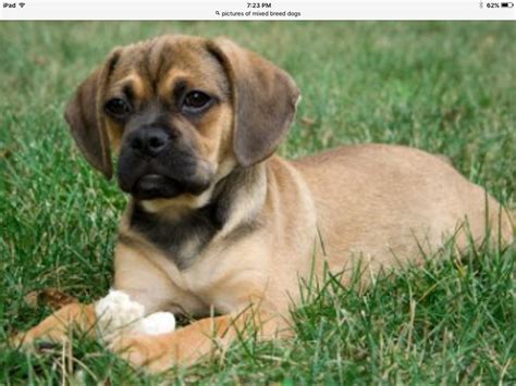 Curious Look Puggle Puppies Beagle Puppy Dogs And Puppies Beagles