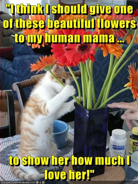 Happy Mothers Day To All Mothers Human And Animal Lolcats Lol