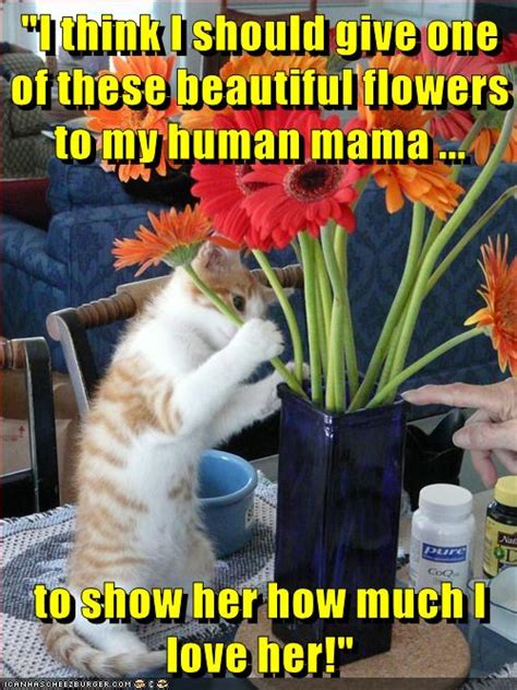 It's time to lift them up in fancy chairs while singing songs. Lolcats - mothers day - LOL at Funny Cat Memes - Funny cat ...