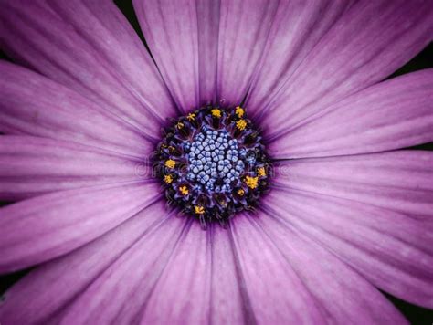 Purple Daisy Flower Stock Image Image Of Blossom Plant 48766745