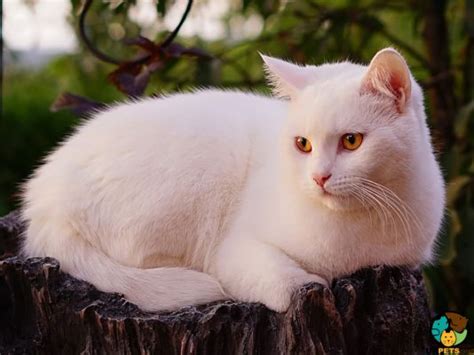 Turkish Van Cat Breed Size Appearance Personality