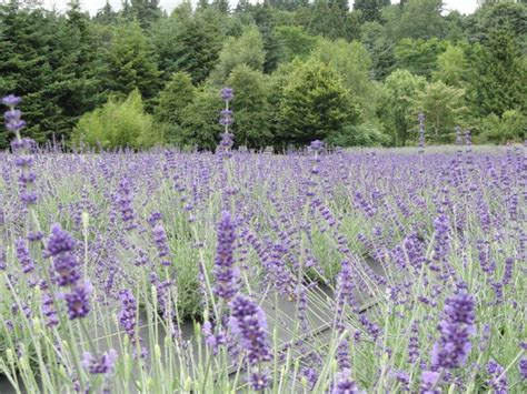 Woodinville Lavender Is Now Open To The Public Woodinville Wa Patch