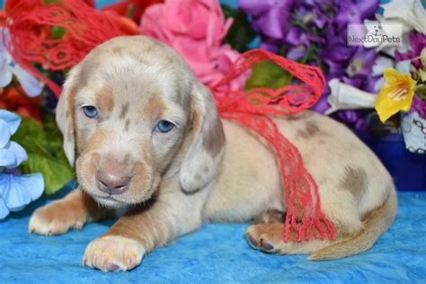 We have to sell him due to our dog not getting along with him. Casey: Dachshund, Mini puppy for sale near Colorado ...