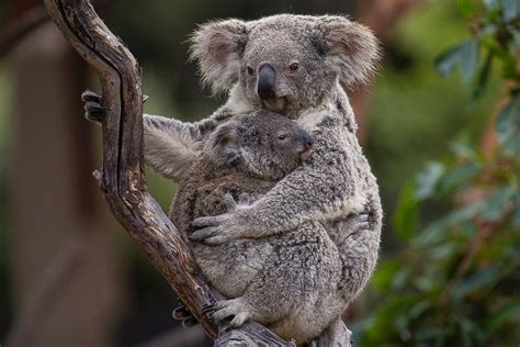 A Koala Snuggles With His Mom From Meet 3 Adorable Baby Beavers Koala