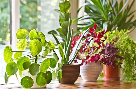 So why do we need them? 6 Ways To Maintain Your Indoor Plants - Curious Keeda
