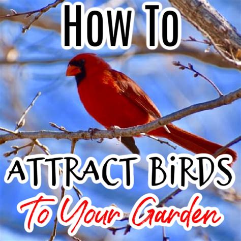 How To Attract Birds To Your Garden Dian Farmer Learning To Grow Our