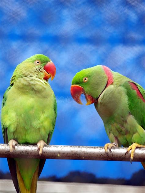 Talking Parrot Stock Image Image Of Parrot Still Nature 16823991
