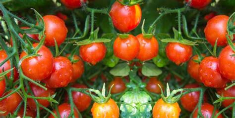 Cómo Cultivar Tomates Cherry Ecohortum