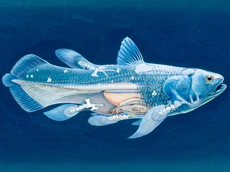 From the new latin genus name coelacanthus, from ancient greek κοῖλος (koîlos, hollow) + ἄκανθα (ákantha, spine), referring to the hollow caudal fin rays of the first fossil specimen described and named by louis agassiz in 1839. Coelacanth Rediscovered | National Geographic Society