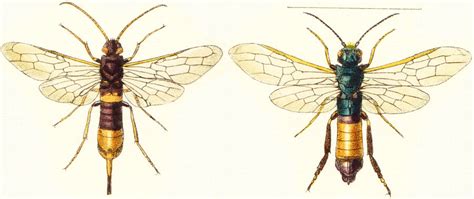 • pigeon horntail, larva and adult. another English Horntail, Great Wood Wasp - What's That Bug?