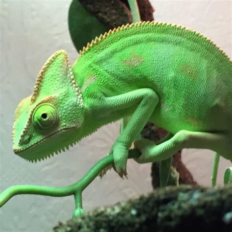 Chameleon Lizard Learn About Nature