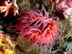 Free Images Nature Underwater Jellyfish Fish Coral