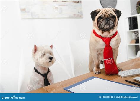 Business Dogs Stock Photo Image Of Inside Working 105380042