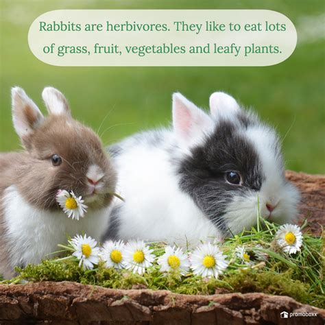 5 Fun Rabbit Facts