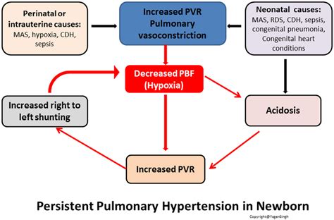Pathophysiology Of Persistent Pulmonary Hypertension Of Newborn