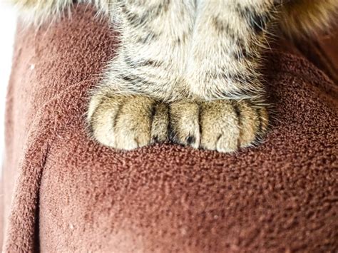 Cats Paws Free Photo Download Freeimages