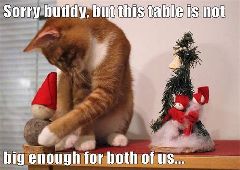 Sorry Buddy Lolcats Lol Cat Memes Funny Cats Funny Cat