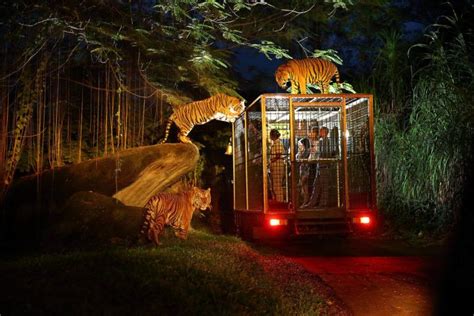 Night Safari Package Bali Safari Park Singapore Zoo Safari Lodge