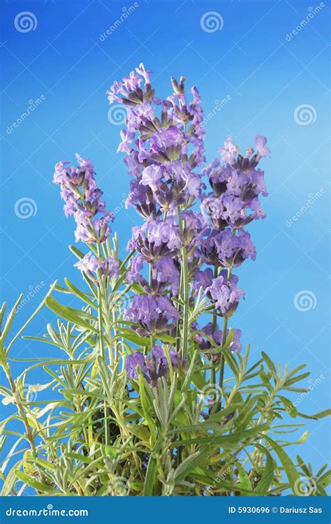 Bunch Of Lavender Stock Photo Image Of Herb Closeup 5930696