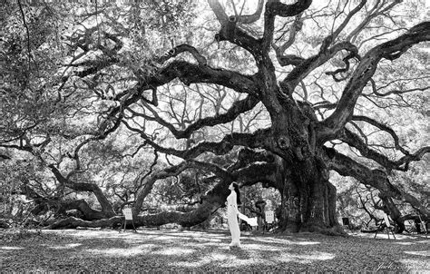 Angel Oak Tree 3 Photograph By Jack Nguyen Fine Art America